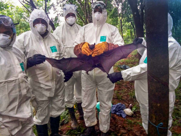 ಸೆರೆ ಹಿಡಿದಿದ್ದ ಬಾವಲಿಗಳೇ ಬೇರೆ! ಸೆರೆ ಹಿಡಿದಿದ್ದ ಬಾವಲಿಗಳೇ ಬೇರೆ!