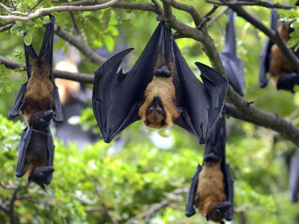 ನಿಪಾಹ್ ಮುಕ್ತ ಜಿಲ್ಲೆಗಳು ನಿಪಾಹ್ ಮುಕ್ತ ಜಿಲ್ಲೆಗಳು