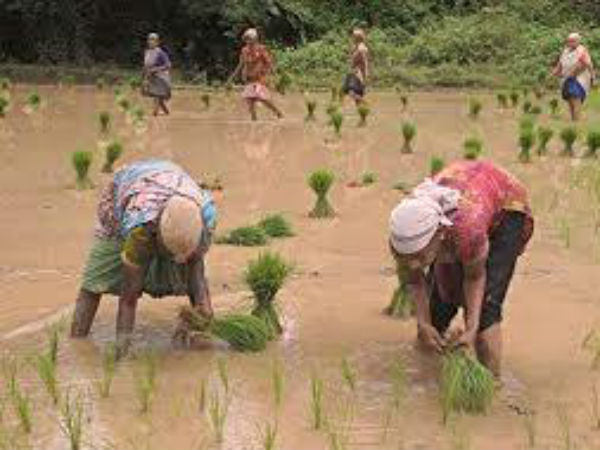 Agriculture Labour scarcity in Dakshina Kannada 