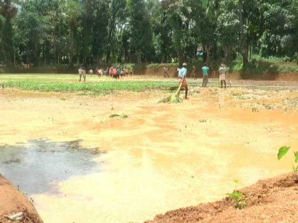 ಮಿಶ್ರ ಬೇಸಾಯ ಪದ್ಧತಿ