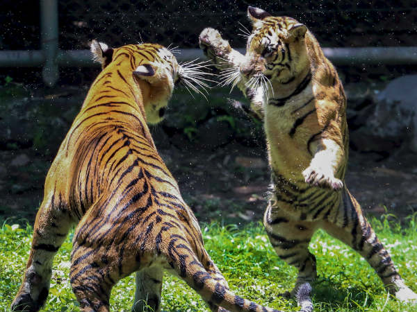ನಾನಾ, ನೀನಾ ಒಂದು ಕೈ ನೋಡಿಯೇ ಬಿಡೋಣ 