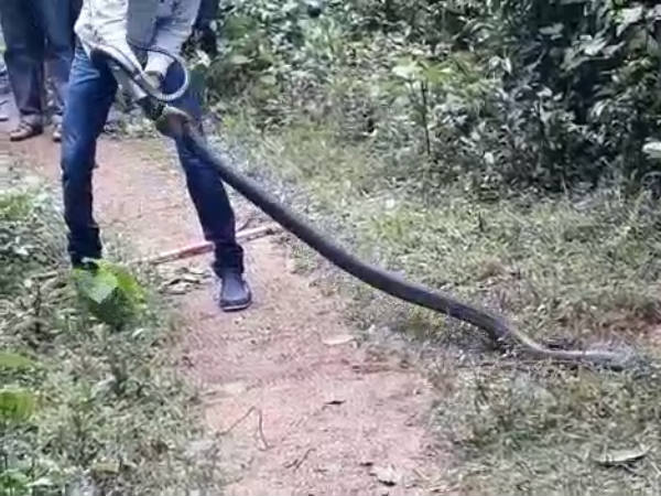 A King Serpent came to Kadthal village in Karkala Taluk in search of food A King Serpent came to Kadthal village in Karkala Taluk in search of food