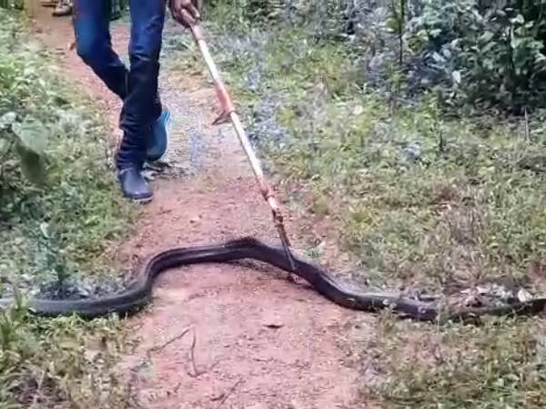 A King Serpent came to Kadthal village in Karkala Taluk in search of food A King Serpent came to Kadthal village in Karkala Taluk in search of food