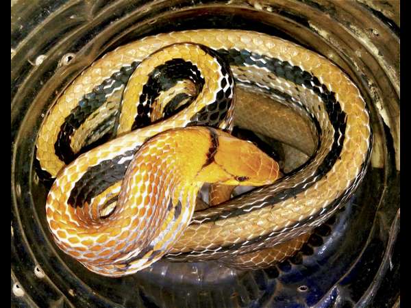  ಹಾವು ಕಚ್ಚಿದರೆ ಮರಣ ಖಚಿತ, ದೂರವಿರಿ ಎನ್ನುವವರೇ ಹೆಚ್ಚು