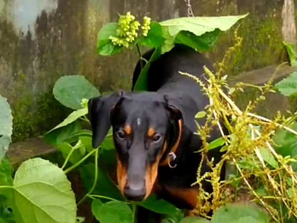 Rubi is frustrated by Swamijis death. 