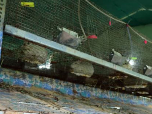 Satish Chandra is working abroad but does not forget domestic agriculture 