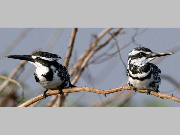 Beautiful King Fisher Birds are flying in Kenchanagudda 