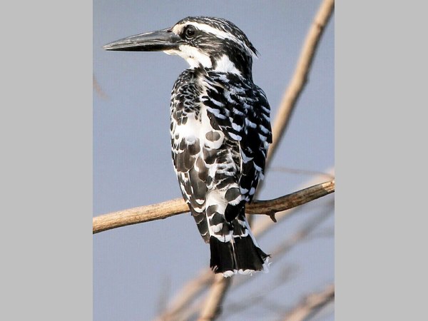 Beautiful King Fisher Birds are flying in Kenchanagudda 