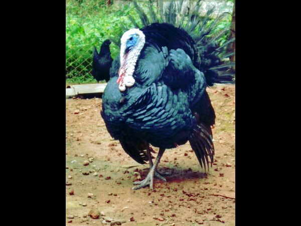 Learning life lessons though animals Learning life lessons though animals