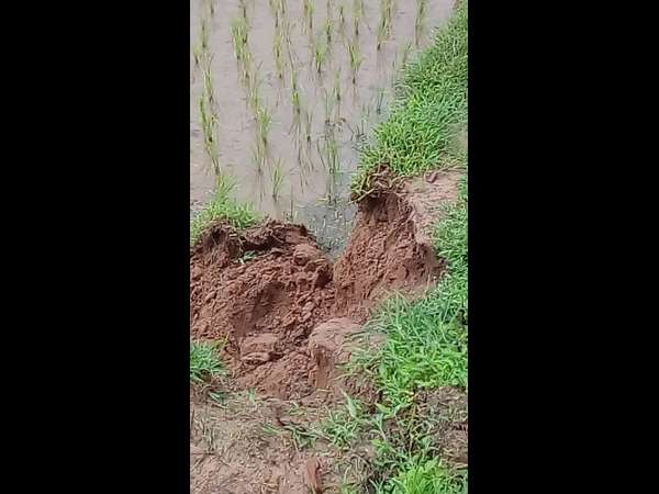 Crops destroyed by wild elephant attacks in Guttihalli