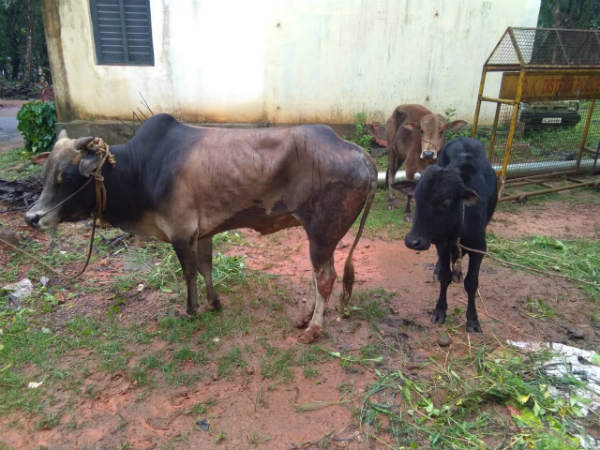 DCIB police team rescue 6 cattles being smuggled
