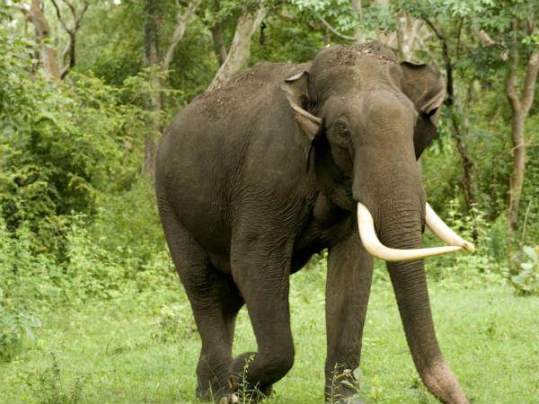 ಕಾಡಾನೆಗಳ ಭಾರೀ ಚಟುವಟಿಕೆ 