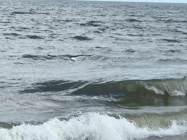 There are many reasons to love ocean