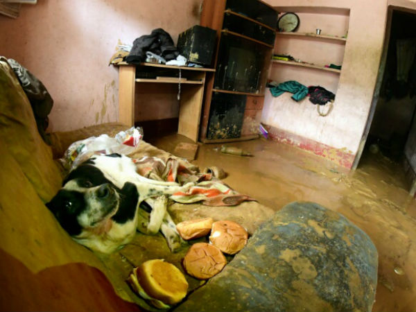 ಕೋಳಿ, ಸಾಕು ನಾಯಿ ಹಾಗೂ ಜಾನುವಾರುಗಳು ಮಾತ್ರ