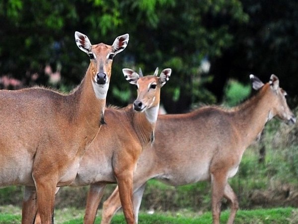 Eeland black buck is the new guest of Bannerughatta park Eeland black buck is the new guest of Bannerughatta park