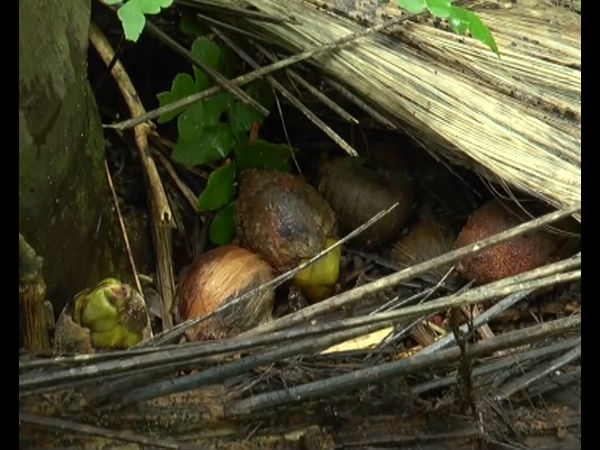 Due to persistent rainfall, nut crops affected the disease