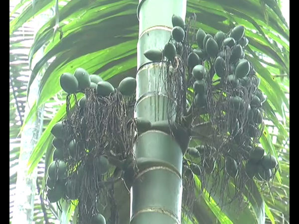 Due to persistent rainfall, nut crops affected the disease