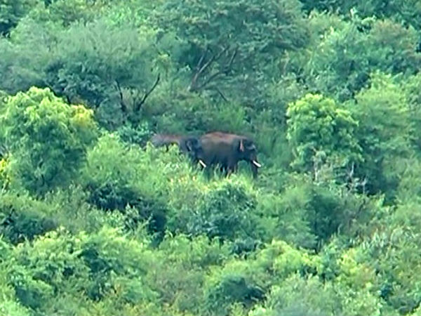 Forest Department has brought Dasara elephants to capture wild elephants 