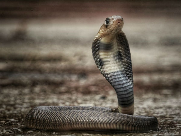 Learning life lessons though animals Learning life lessons though animals