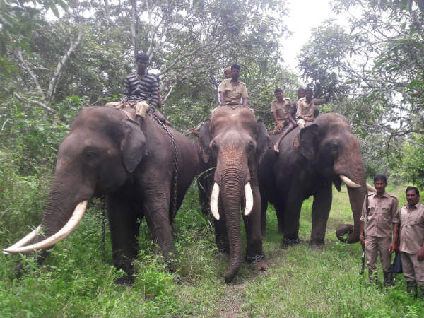 Big cat creates havoc in Nagarhole forest