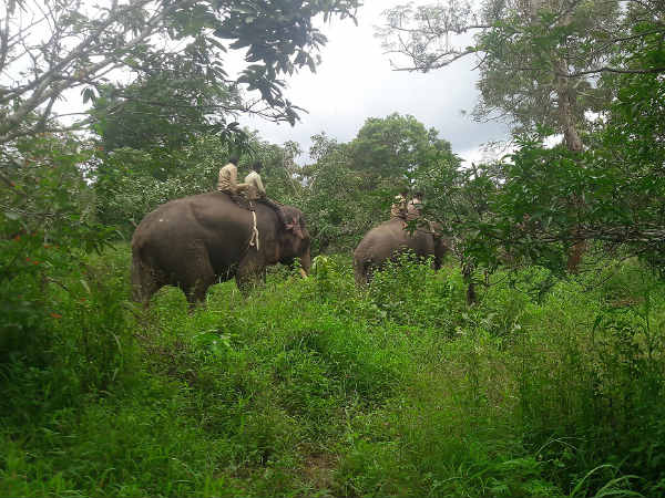 Big cat creates havoc in Nagarhole forest