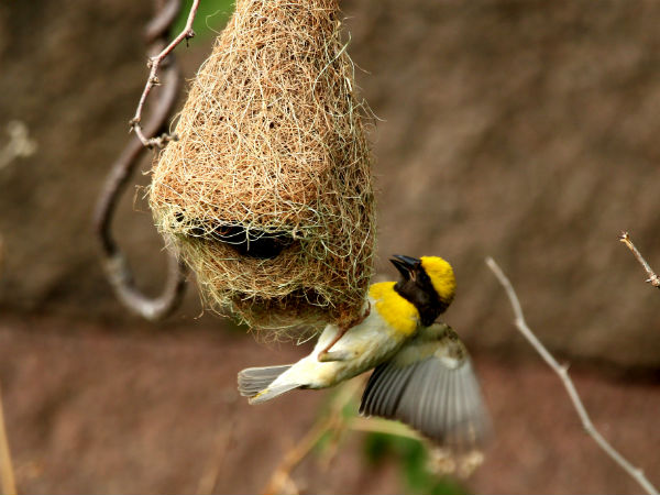 Wonderful world of weaver bird