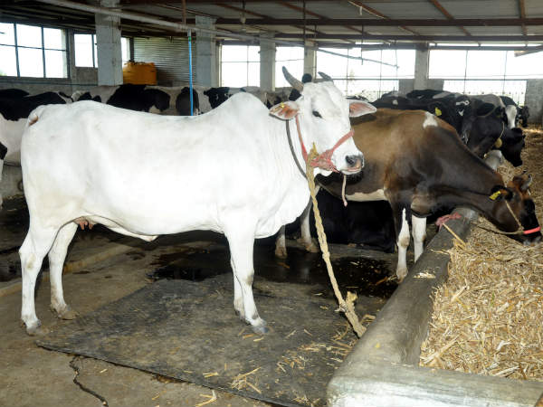 ಎಚ್ಎಫ್ ಶುದ್ಧ ತಳಿಯ ಆಕಳು ಸಾಕಾಣಿಕೆ ಎಚ್ಎಫ್ ಶುದ್ಧ ತಳಿಯ ಆಕಳು ಸಾಕಾಣಿಕೆ