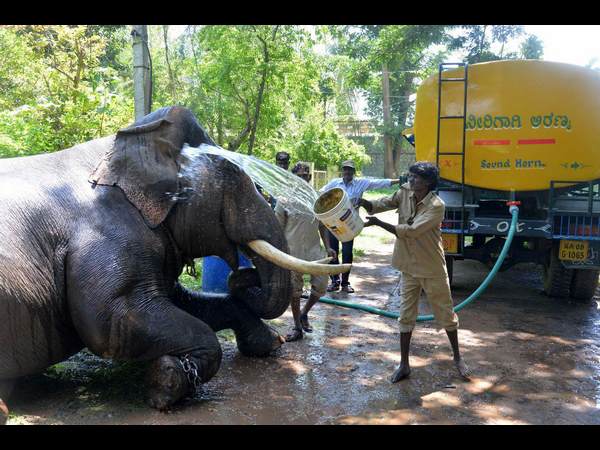 2ನೇ ತಂಡದಲ್ಲಿ 6 ಆನೆಗಳು ಬರಲಿವೆ 