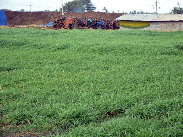 ಹಸಿರೆಲೆ ಗೊಬ್ಬರವೇ ಆಹಾರ ಹಸಿರೆಲೆ ಗೊಬ್ಬರವೇ ಆಹಾರ