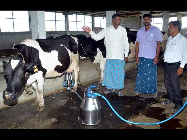 ಗೋ ಮೂತ್ರ ಸಂಗ್ರಹಣೆ ಗೋ ಮೂತ್ರ ಸಂಗ್ರಹಣೆ