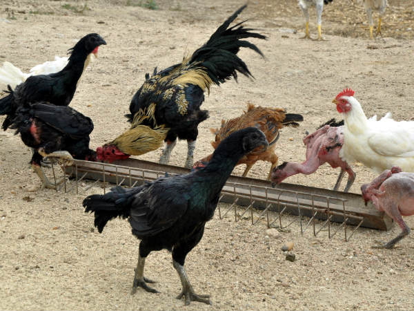 ಸ್ವರ್ಣಮುಖಿ ತಳಿಯ ಕೋಳಿಗಳೂ ಇವೆ ಸ್ವರ್ಣಮುಖಿ ತಳಿಯ ಕೋಳಿಗಳೂ ಇವೆ