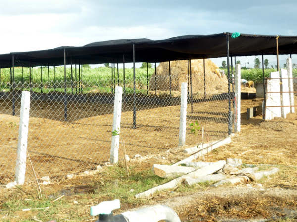 ಕಾಯಿ ಪಲ್ಲೆ ಬೆಳೆಯಲು ಯೋಜನೆ ಕಾಯಿ ಪಲ್ಲೆ ಬೆಳೆಯಲು ಯೋಜನೆ