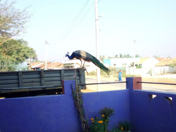 Peacock in Biluwala village does not want to go to the forest