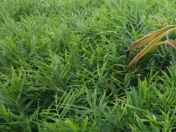 ಸಾಲಗಾರರು ಆಗಬೇಕಾಗುತ್ತದೆ