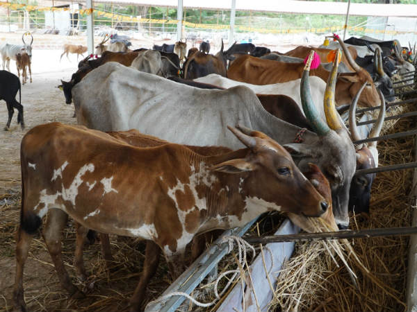 ಶಂಕರಗಿರಿ ಮತ್ತು ಗೋಶಾಲೆಯ ಸುತ್ತಮುತ್ತ ಹುಡುಕಾಟ 