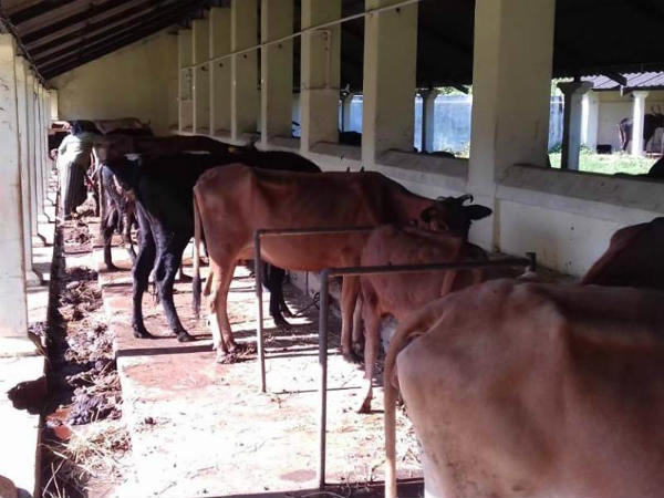 ಜಾನುವಾರುಗಳ ರಕ್ಷಣೆ