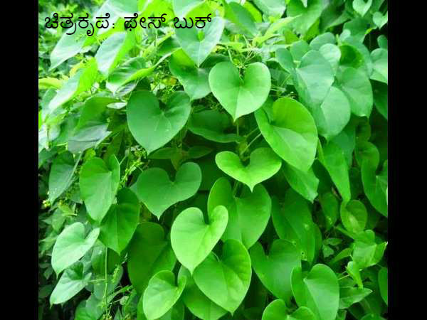 6 ಪರಿಣಾಮಕಾರೀ ಮನೆಮದ್ದುಗಳು