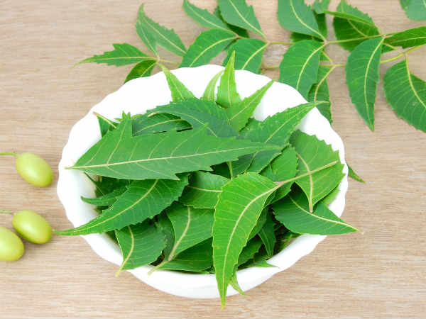  ಡೆಂಗ್ಯೂ ನಿಯಂತ್ರಣ ಬೇವಿನ ಎಲೆಯಿಂದಲೂ ಸಾಧ್ಯ