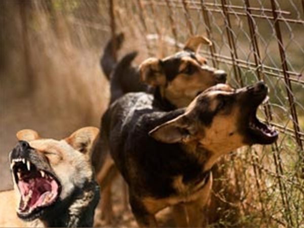 CARE plans for trauma center for street animals in Bengaluru CARE plans for trauma center for street animals in Bengaluru