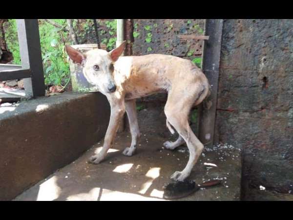 Dog turned rock solid in tar rescued in Mangaluru