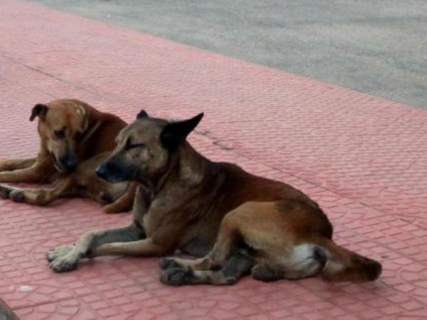  ಪಶುಪಾಲನೆ ಸಹಾಯಕ ನಿರ್ದೇಶಕ, ಗುತ್ತಿಗೆದಾರ ಜೈಲಿಗೆ