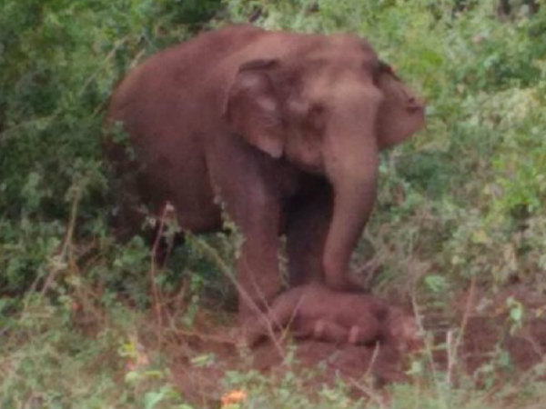 Baby elephant died emotional moment in Sakleshpur