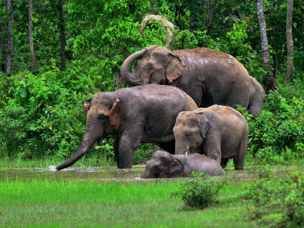 ಭಾರತದಲ್ಲಿ ಹೆಚ್ಚು ಆನೆಗಳು
