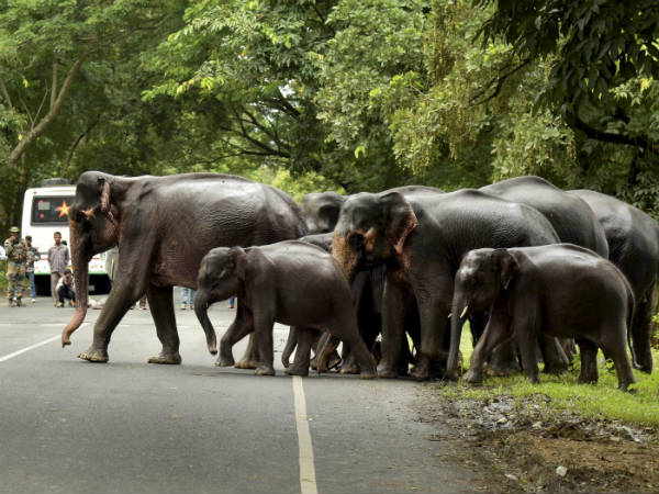 ಭಾರತದಲ್ಲಿ ಆನೆಗಳ ಸಾವು ಅತ್ಯಧಿಕ