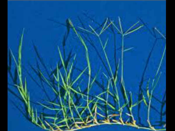 ಗಣಪನಿಗೆ ಶ್ರೇಷ್ಠವಾದ ಗರಿಕೆ ಎಕ್ಕಕ್ಕೆ ಏರಿದ ಬೇಡಿಕೆ 