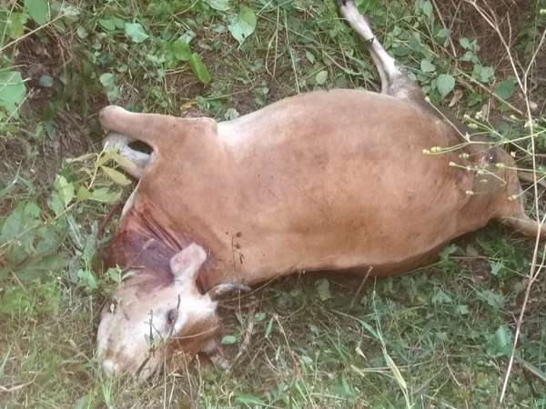 Tiger creates panic among people in Hunsur