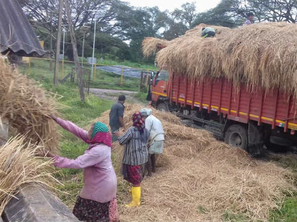 ಪಶುಗಳಿಗೆ ಆಹಾರ ವಿತರಣೆ