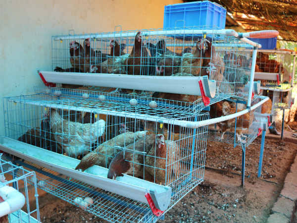 ನಿರಂತರ 10 ತಿಂಗಳು ಮೊಟ್ಟೆ ಇಡುತ್ತವೆ ಈ ಕೋಳಿಗಳು