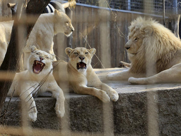 ಪ್ರಾಥಮಿಕ ವರದಿಗಳು ಹೀಗೆ ಹೇಳುತ್ತಿವೆ