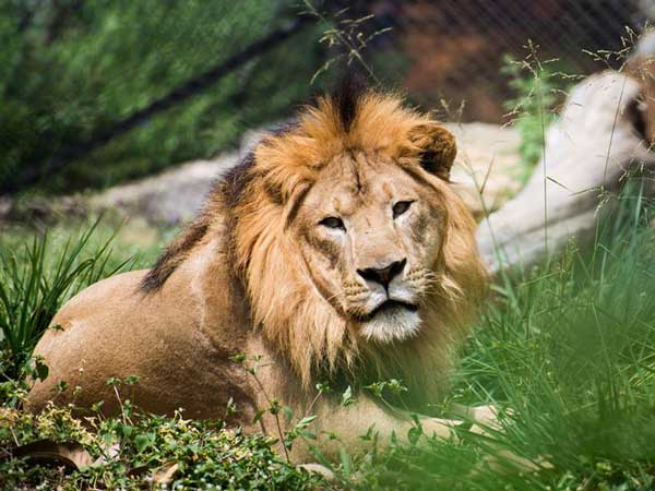 ಗಿರ್ ಅರಣ್ಯ ಪ್ರದೇಶದಲ್ಲಿ 520 ಸಿಂಹಗಳಿವೆ